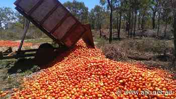 Fruit, veg growers say biggest customer 'is the rubbish bin', as millions of tonnes of food is wasted