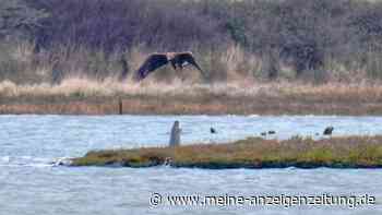 Robbe spuckt Adler an, um ihn zu vertreiben – „stellt Abwehrmechanismen bei Tieren infrage“