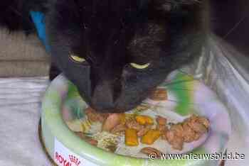 Sint-Vincentius krijgt pas na amendement van oppositie evenveel als toelage voor … kattenvoer