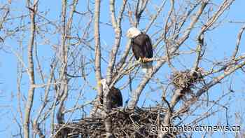 Toronto birder say city's first-ever bald eagle's nest is at risk