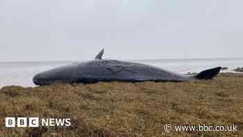 Bodies of sperm whales wash up on beach