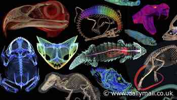 More than 13,000 creatures scanned by scientists reveal stunning images of eggs inside a turtle, the rib cage of a bat and rare snake eating a centipede