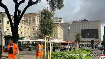 Termini, ci sono degli alberi piantati sul percorso della futura ciclabile: ora vanno rimossi