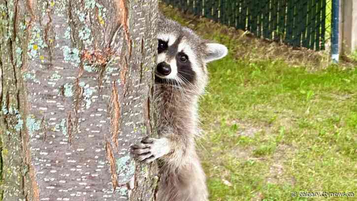 A chillier wind blows our way on Wednesday... and maybe brings a bit of wet with it