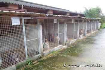 Dierenwelzijn trekt vergunning in van omstreden hondenkennel: “Sommige dieren hadden niet eens toegang tot drinkwater”