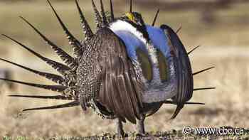 Endangered sage grouse could soon vanish from Canada