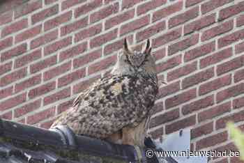 Oehoe terug van weggeweest in centrum Maaseik: twee wandelaars aangevallen