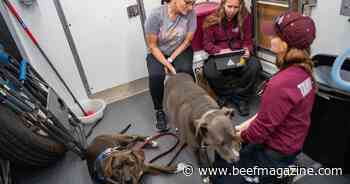 Texas A&amp;M Veterinary Emergency Team returns from wildfire deployment