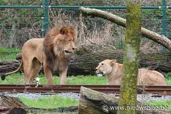Bellewaerde heeft met Nestor, Numa en Maya opnieuw drie leeuwen: “Het is snel gegaan, hopelijk krijgen ze nakomelingen”
