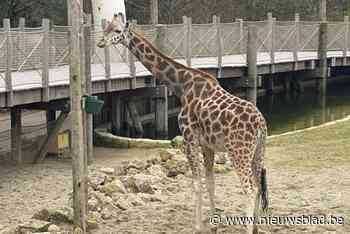 Bedreigde giraf Safiya is zwanger en wordt opgevolgd met nieuw toestel: “Dit is een verzekering voor een zoo”