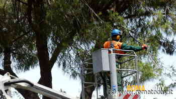 Potature e manutenzione del verde, il municipio I va all’attacco del Campidoglio: "Siamo tenuti all’oscuro"