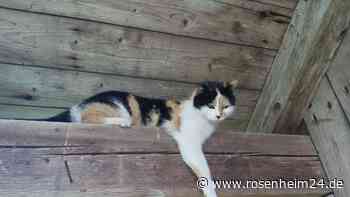 Wer hat „Zoe“ gesehen? Katze seit Anfang März bei Obing schmerzlich vermisst