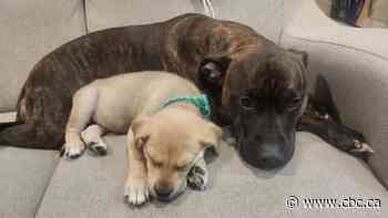 'The hardest thing I've ever had to do': Regina family has to have dog euthanized after injury at dog park