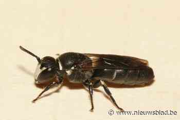 Planten bestellen om de Lintse mascotte aan voedsel te helpen