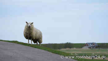 Schafe und Ziegen in Schuppen in Bayern eingesperrt – drei Tiere tot