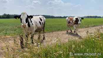 Zwolse veehouderij krijgt geen natuurvergunning en moet na 60 jaar stoppen