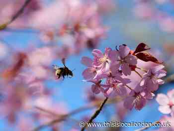Best spot to see cherry blossom in London is Greenwich Park