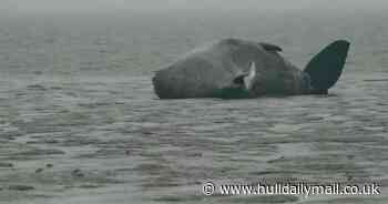 'Beautiful' sperm whales stranded on East Yorkshire beach sadly die