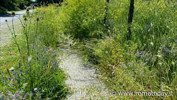 Ama si occuperà del diserbo dei marciapiedi di Roma: “Sarà più economico ed efficiente”