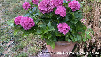 Hortensien aus dem Topf jetzt im Garten auspflanzen – mit diesen Tipps klappt‘s