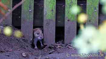Rattenplage in Polizeizentrale in New Orleans: Nager fressen Marihuana aus der Asservatenkammer