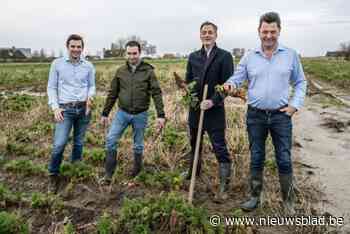 “Gewassen staan te rotten op onze velden”:  tientallen hectaren aardappelen, wortelen, bieten en spruiten gaan verloren door hevige regen