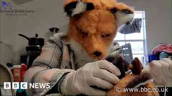 Wildlife staff wear fox mask to care for rescued kit