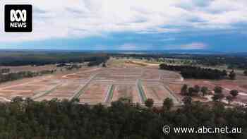 Calls for major south-west Sydney housing approvals to be reviewed as koala data shortfall emerges