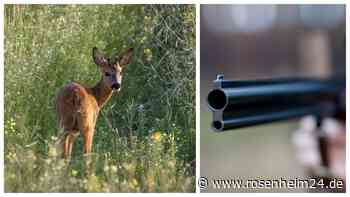 Schüsse mitten in der Nacht und Teile von toten Tieren: Treiben sich Wilderer am Samerberg rum?