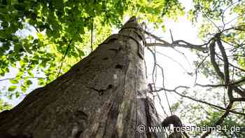 Über 150 Jahre alt: Warum wurden riesige Buchen in Bad Aibling abgeholzt?
