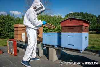 De Rosse Bie organiseert bijen- en plantenmarkt: “Imkerij is aan een revival bezig”