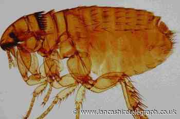 What do you do if you have a flea infestation in your home?