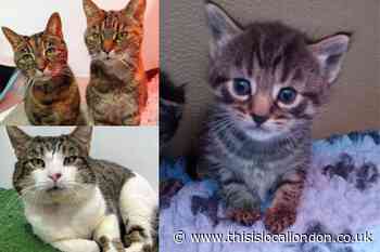 RSPCA East London and Havering branch in 50 cats campaign