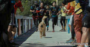 ‘Arthur the King’ Review: Dog Days With Mark Wahlberg