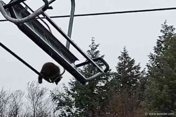 Raccoon Caught Riding Chairlift At Vermont Ski Area