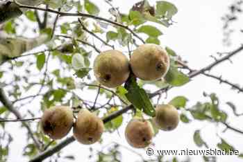 Gemeente wil meer fruitbomen en -struiken zien