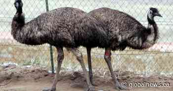 Emu fatally injured in animal pen, police in Ontario launch animal cruelty case
