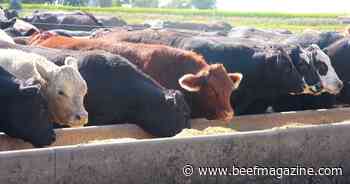 Cattle feedlots decline in USDA Census