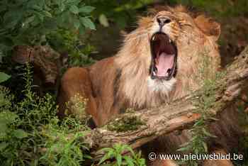 Antwerpse Zoo enorm geschrokken door incident met Nestor in Bellewaerde Park: “Wij vielen van onze stoel”