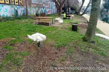 Swans and birds die after Grand Union Canal oil spill