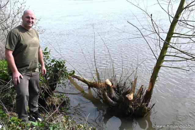 Europese bever is terug van weggeweest, ook langs de Schelde in Avelgem en Helkijn: “Geen vrees voor overbevolking”