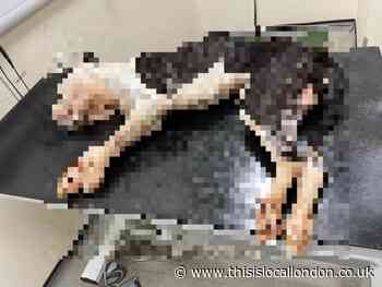 Stockwell woman starved bulldog to death, says RSPCA