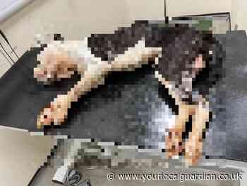 Stockwell woman starved bulldog to death, says RSPCA