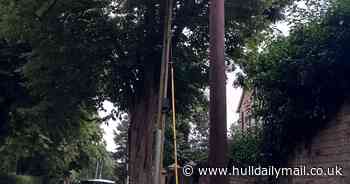 KCOM draws up plan for other broadband companies to share infrastructure - which could stop the poles