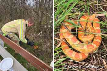 Brandweer vangt gedumpte korenslang vlakbij snelweg: “Beet is venijnig, maar niet giftig”