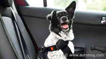 The best dog seatbelts of 2024