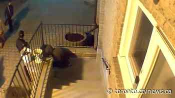 Video shows individual in handcuffs after woman found dead in Scarborough home