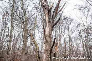 Waldstraße zwischen B 241 und Bad Karlshafen voll gesperrt
