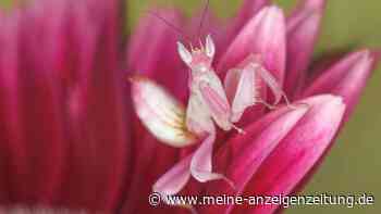 „So kann die Natur einen täuschen“: Netz ist begeistert von „lebenden Orchideen“
