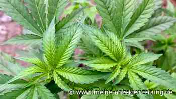 Weiter Ringen um grünes Licht für Cannabis-Gesetz